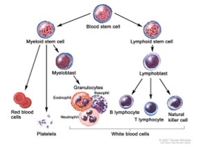 blood cell development diagram