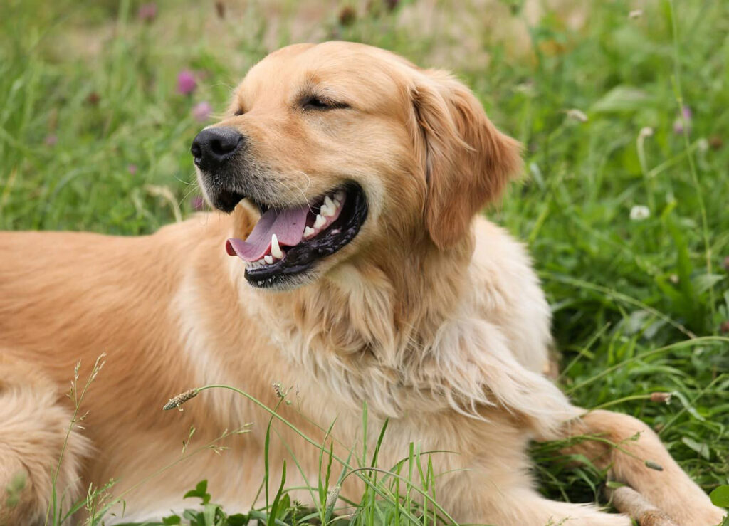 A golden retriever, a breed of dog with an elevated chance of developing cancer