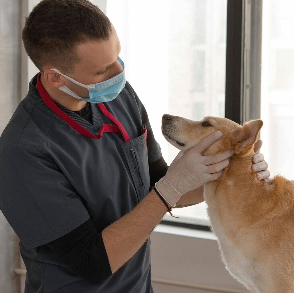 A medical professional
examining a canine test
subject